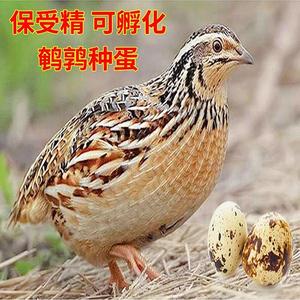 当天新鲜鹌鹑种蛋 可孵化北韩黑公黄母高产蛋鹌鹑鸟蛋受精蛋