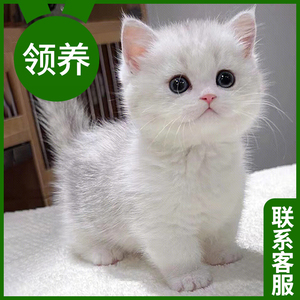 猫咪活物宠物银金渐层幼猫英短幼崽兔子橘猫美短布偶猫猫小猫蓝猫