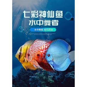 七彩神仙鱼热带鱼观赏鱼虎纹德松天子蓝红妃豹点 特价2-10厘米