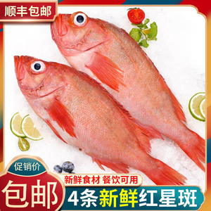 【只卖净重】4条红星斑【净膛去内脏】新鲜特大红石斑鱼整条海鱼2