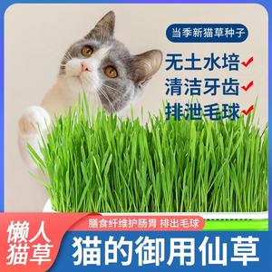 猫草种子懒人自种室内绿植水培土培盆栽即食小麦种子幼猫宠物零食