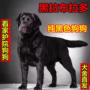 拉布拉多狗狗拉不拉多黑色出售宠物狗狗大型犬幼犬寻回犬幼犬