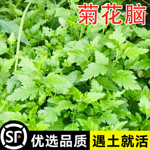 南京菊花脑种子菊花叶籽菊花涝蔬菜种孑多年生宿根多次采摘野菜