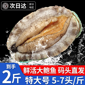 【鲜活】鲍鱼超大贝类海鲜水产生鲜特大加热即食小鲍鱼捞汁饭批发