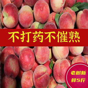 【露天】浙江新鲜毛桃自然熟当季脆甜蜜桃高山酸甜时令大白桃水果