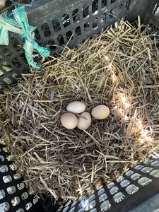江西农家土鸡蛋自家散养吃稻谷玉米茬的鸡生的蛋