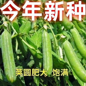 豌豆种子种籽甜脆青碗豆甜豆种子台湾长寿仁四季秋冬季孑豌豆种