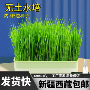 新疆西藏包邮猫零食透明猫盆栽水培猫草自种室内绿植即食小麦种子