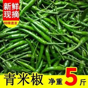 新鲜青小米椒特辣现摘农家小尖椒朝天椒泡椒青色辣椒5斤整箱包邮