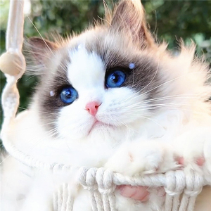 香港澳门发货海双蓝眼睛山猫纹布偶幼猫长毛仙女猫活体宠物暹罗猫