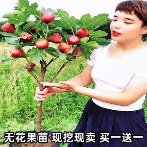 无花果树果苗盆栽地四季种植特大波姬红当年结果南北方无花果树苗