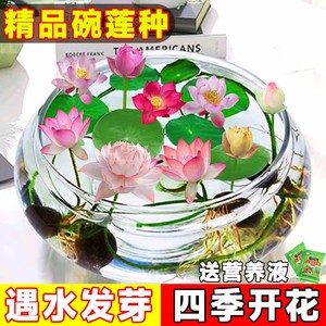 碗莲籽水培植物四季花卉莲花莲子花种子花种籽子睡莲水养荷花盆栽