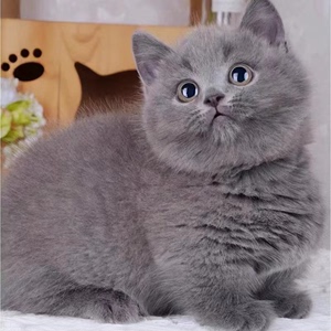 纯种蓝猫幼猫活体蓝白英短猫曼基康矮脚折耳猫活物血统宠物猫幼崽