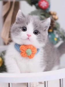 台湾发货英短蓝猫蓝白猫幼崽折耳矮脚曼基康猫活体美短起司宠物猫
