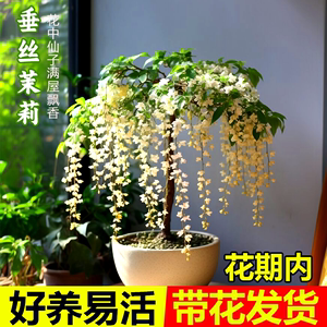 垂丝茉莉花盆栽带花苞阳台客厅室内好养易活四季开花绿植物大小苗