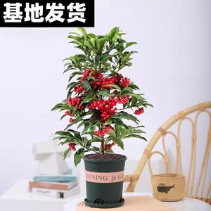 金玉满堂花植物带果发货富贵籽盆栽黄金万两室内客厅年宵花绿植