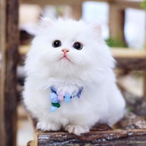 金吉拉幼猫金吉拉猫纯白拿破仑矮脚猫拿破仑猫银点银渐层猫咪活物