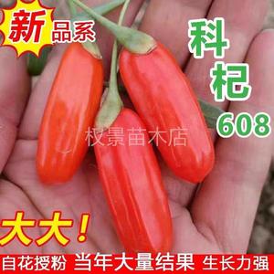 黑宗枸杞树食用宁夏特大红正苗枸杞树苗大叶枸杞树苗盆栽当年结果