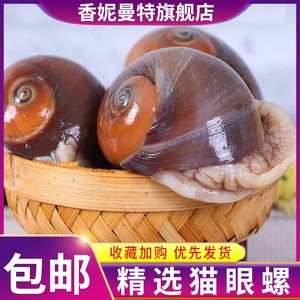 鲜活猫眼螺超大香螺大沙螺红香螺新鲜白玉螺海鲜贝类海螺顺丰包邮