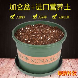 营养土加花盆带土塑料大小加仑矮胖泥炭向日葵和多肉薄荷植物通用