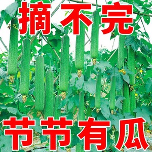 香嫩肉丝瓜种子高产庭院阳台盆栽丝瓜种子四季播种植丝瓜种子大全