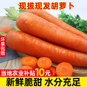 河南沙地水果胡萝卜新鲜5-9斤甜脆生吃红心罗卜现挖农家蔬菜