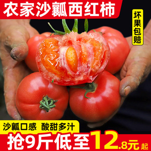 云南自然熟沙瓤番茄西红柿5-9斤新鲜水果生吃蔬菜攀枝花米易番茄