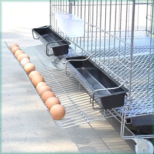 鸡笼子家用大号包邮养殖笼家用清仓养鸡笼子自动滚蛋鸡笼子蛋鸡笼