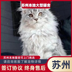 苏州猫舍大型缅因猫舍缅因猫纯种巨型缅因猫幼猫棕银虎斑缅因猫咪