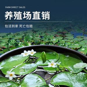 一叶莲 碗莲水生花卉水培植物室内阳台四季开花盆栽鱼缸浮生莲花