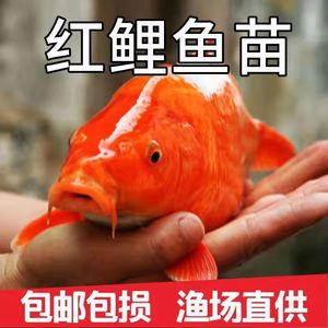 大规格优质兴国红鲤鱼苗荷包红鲤鱼可食用可观赏淡水养殖活体包活