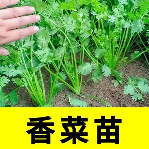 耐寒耐热香菜秧苗大叶芫荽阳台四季速生香菜幼苗农家蔬菜秋季