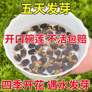 已开口碗莲种子四季开花植物室内外水培盆栽水生荷花花卉家养花籽