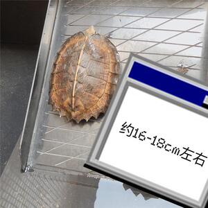 巨型亚洲半水养素食亚巨吃_龟可挑选802乌龟巨龟龟种龟苗亚龟菜龟