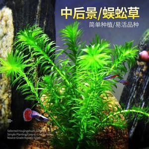 鱼缸造景后景真水草活体瓶蜈蚣草缸装饰金鱼藻类植物有茎类