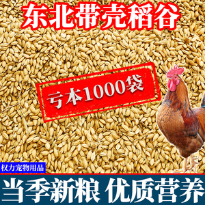 东北新稻谷100斤新鲜水稻50斤喂鸡鸭鸽子粮鸟食10kg优质带壳饲料