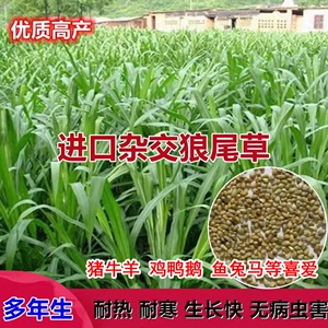 多年生牧草种子美洲杂交草狼尾草种子四季常青鸡鸭鹅牛羊鱼草种籽