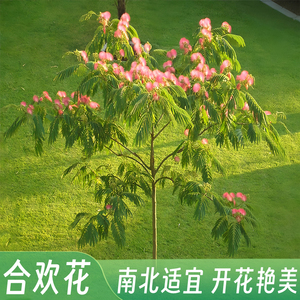 合欢树苗合欢苗绒花树苗芙蓉花树苗庭院盆栽合欢花苗绿化工程树苗