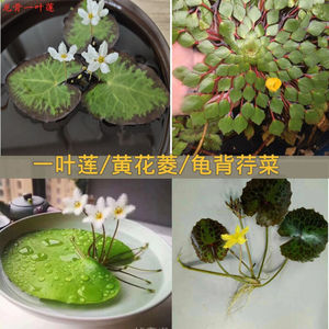 一叶莲黄花菱/龙骨一叶莲/龟背荇菜水生植物浮萍一叶莲2黄花菱1|