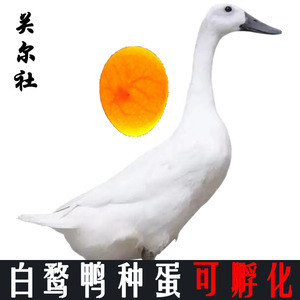 白鹜鸭种蛋可孵化正宗连城白鸭种蛋纯白鹭鸭受精蛋宠物小黄鸭包邮