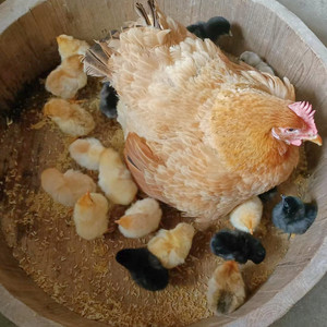 优良品种纯种皖南土鸡自然受精蛋 可孵化小鸡土鸡蛋种蛋散养柴鸡