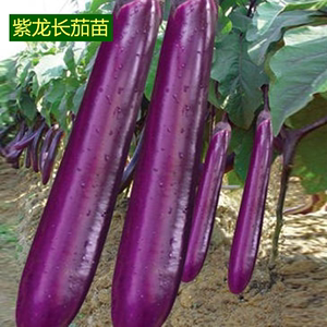 紫茄子苗秧苗老品种种籽广东本地四季带土糯米树茄青肉皮红黑大杭