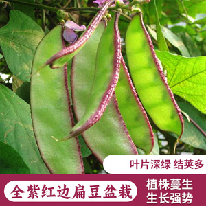 (拍2发3)全紫红边绿眉豆种子扁豆荷兰豆盆栽爬藤四季春夏播种籽孑