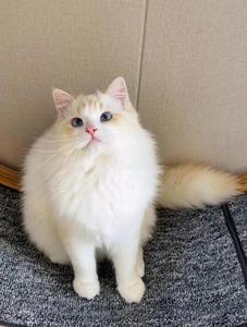 全国香港发货蓝海双火焰色山猫布偶猫幼崽蓝眼睛仙女猫活体宠物猫