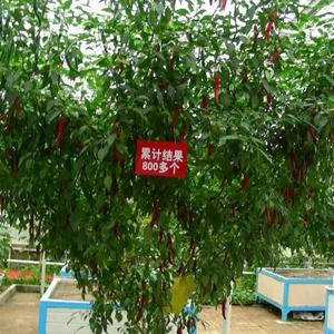 大型辣椒树大苗一年四季食用树苗老桩多年生巨型章树岗美人椒盆栽