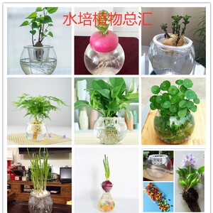 水生植物水培水养洋葱大蒜蔬菜盆栽绿萝阳台桌面室内办公室耐阴