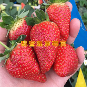 甜查理草莓苗特甜特大南方北方种植好吃奶油白色黑色红色草莓苗