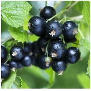 黑加仑果树苗 带盆发货 紫莓苗黑醋栗苗黑豆苗当年结果南北方
