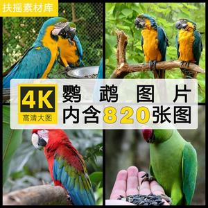高清JPG素材鹦鹉图片金刚虎皮凤头蓝黄绿灰鸟类宠店宣传摄影照片