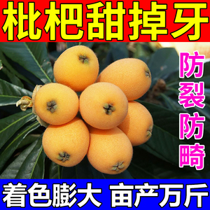 枇杷膨大增甜剂香瓜葡萄西瓜微量元素上色防裂果甜蜜素果树专用药